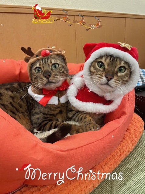 メリークリスマス 良いお年を 天使たちの優雅な生活