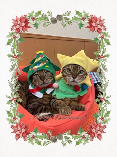 メリークリスマス 良いお年を 天使たちの優雅な生活