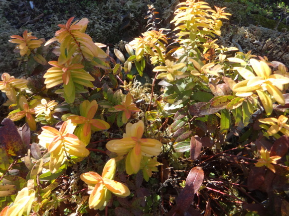 ヒペリカム ゴールドフォーム だんご虫の花 ヒペリカム ゴールドフォーム だんご虫の花