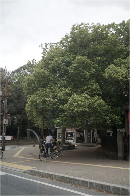 2207 穏やかな街(2020年5月22日エルマー35mmF3.5なら奈良町によく慣れていて)_b0226423_23002653.jpg