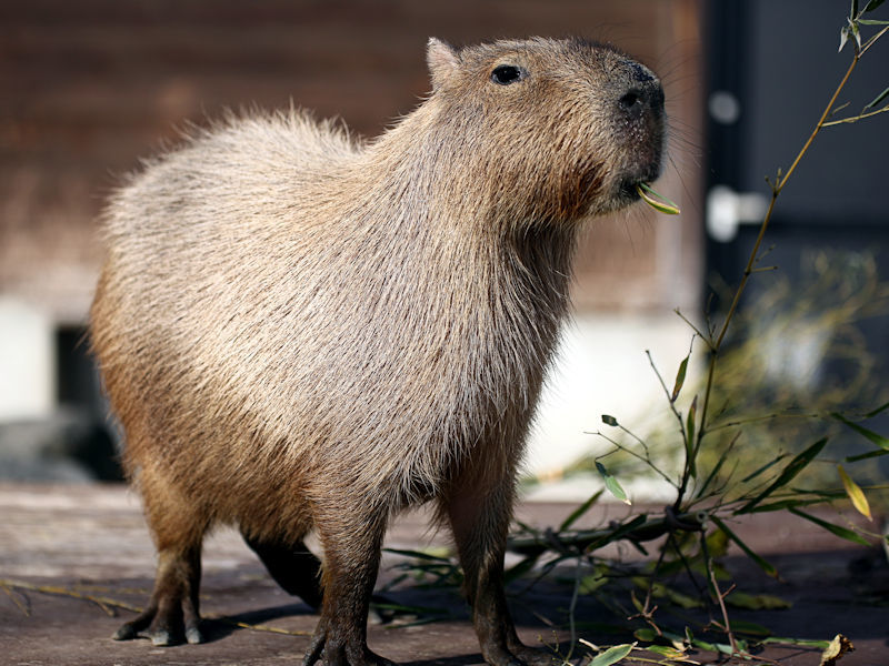 カピバラページ カピバラの紹介 | スタッフブログ | とくしま動物園