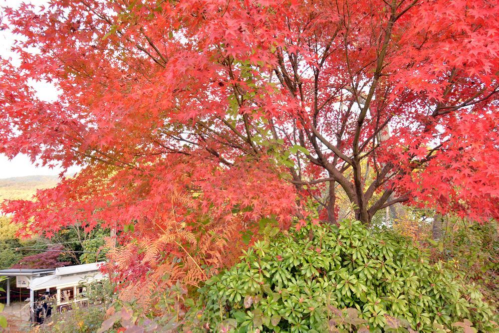 品川燈台電停付近の紅葉 明治村が大好きな とある村民のブログ