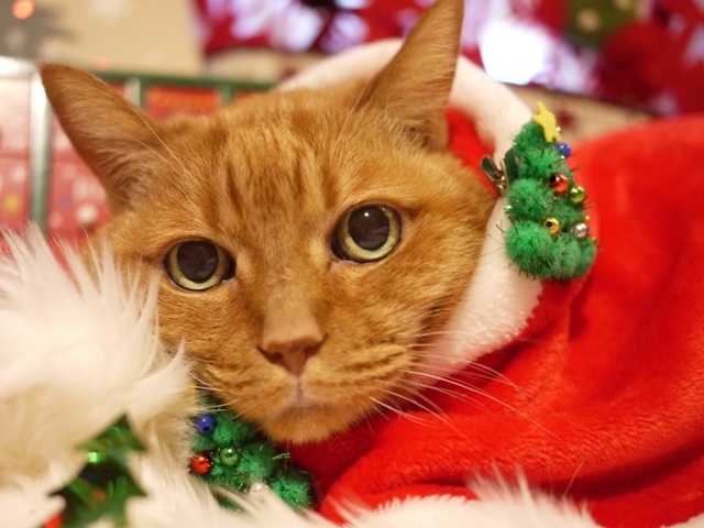 クリスマス猫 しぇる編。_a0143140_11562405.jpg