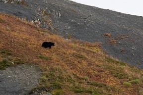 アラスカ バックカントリーキャンプ(ハーディングでの)_b0135948_06194768.jpg