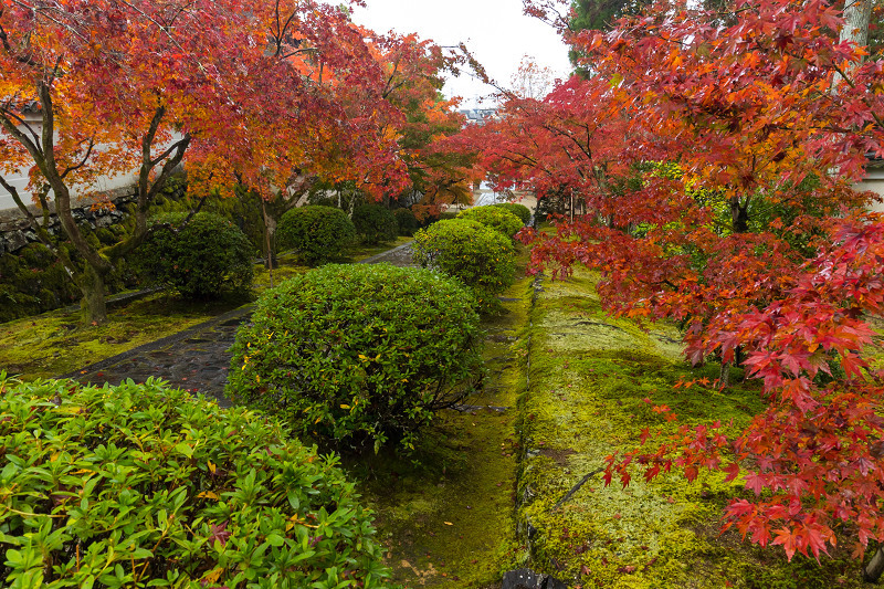 2020紅葉きらめく京都　艶秋・一休寺（参道編）_f0155048_22104960.jpg