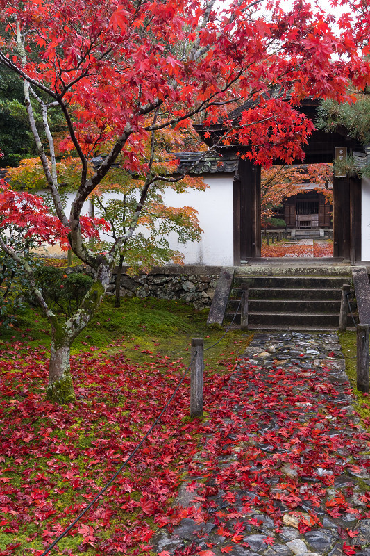 2020紅葉きらめく京都　艶秋・一休寺（参道編）_f0155048_22131832.jpg