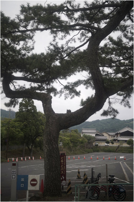 873 懐かしき友(2020年5月18日エンラージングアナスチグマート50mmF3.5奈良町を伸びやかに)_c0168172_11405976.jpg