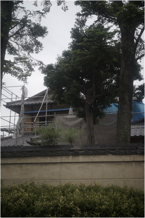 873 懐かしき友(2020年5月18日エンラージングアナスチグマート50mmF3.5奈良町を伸びやかに)_c0168172_11425857.jpg