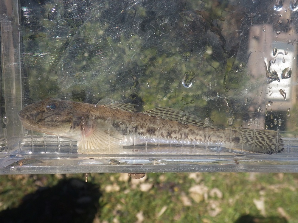 冬の魚たち 水生生物調査の結果 12月 葛西臨海公園 鳥類園