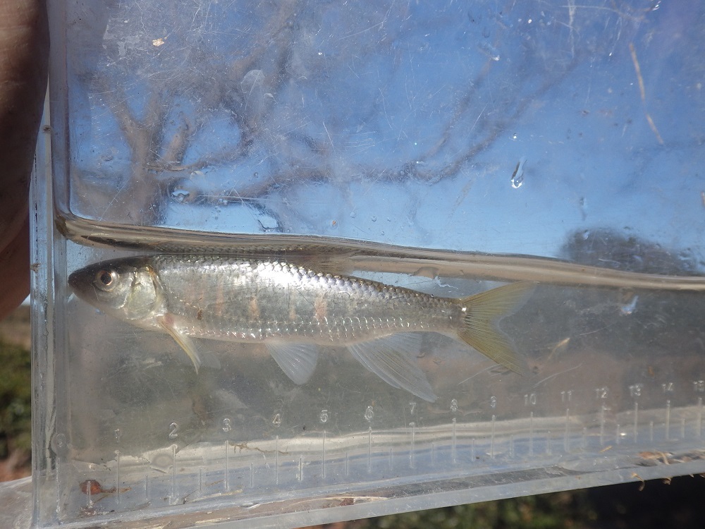 冬の魚たち・・・水生生物調査の結果（12月）_e0046474_19001139.jpg