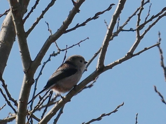 手賀沼遊歩道で野鳥観察（1/3）_d0088184_21413090.jpg