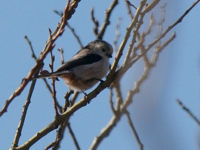 手賀沼遊歩道で野鳥観察（1/3）_d0088184_21413821.jpg