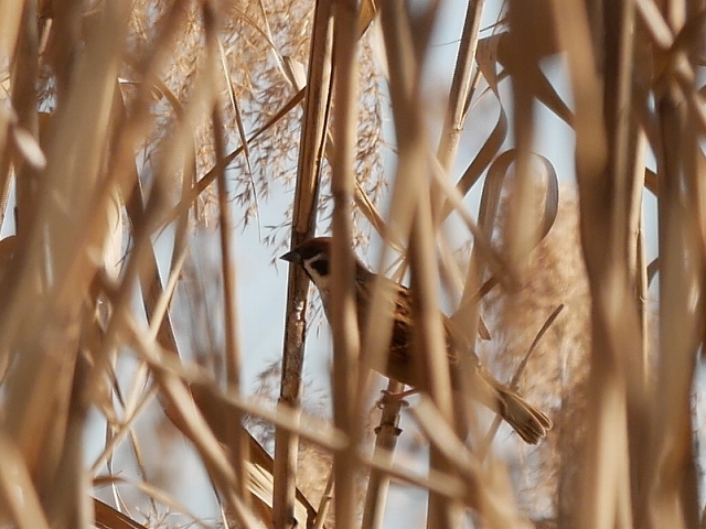 手賀沼遊歩道で野鳥観察（1/3）_d0088184_21455208.jpg