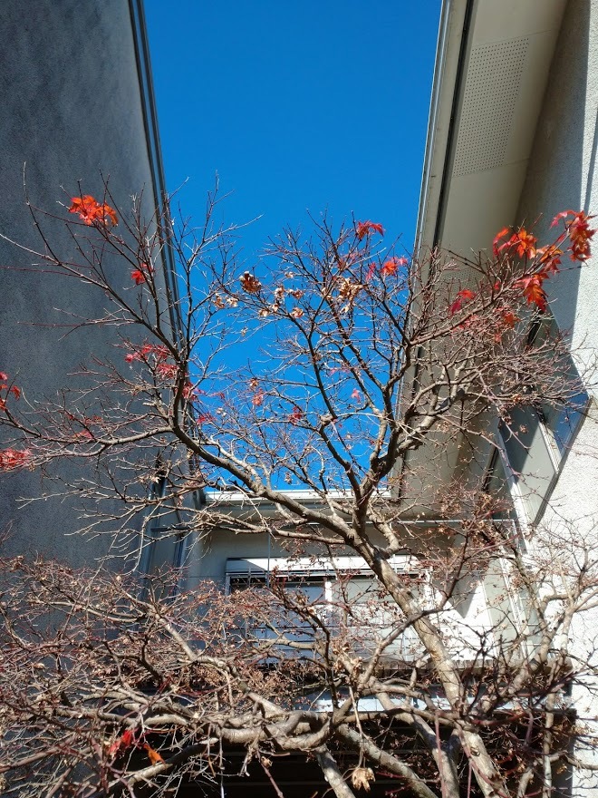 ぽんた君、寒かろうに・・・_f0197985_18134054.jpg