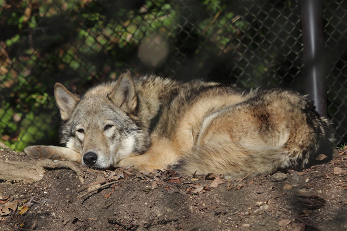 東山動植物園:北園の動物~シンリンオオカミと希少な猛禽たち(December 2019)_b0355317_21302483.jpg