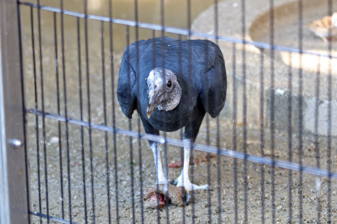 東山動植物園:北園の動物~シンリンオオカミと希少な猛禽たち(December 2019)_b0355317_21463534.jpg