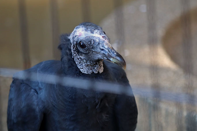 東山動植物園:北園の動物~シンリンオオカミと希少な猛禽たち(December 2019)_b0355317_21480419.jpg