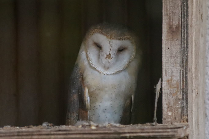 東山動植物園:北園の動物~シンリンオオカミと希少な猛禽たち(December 2019)_b0355317_21543766.jpg
