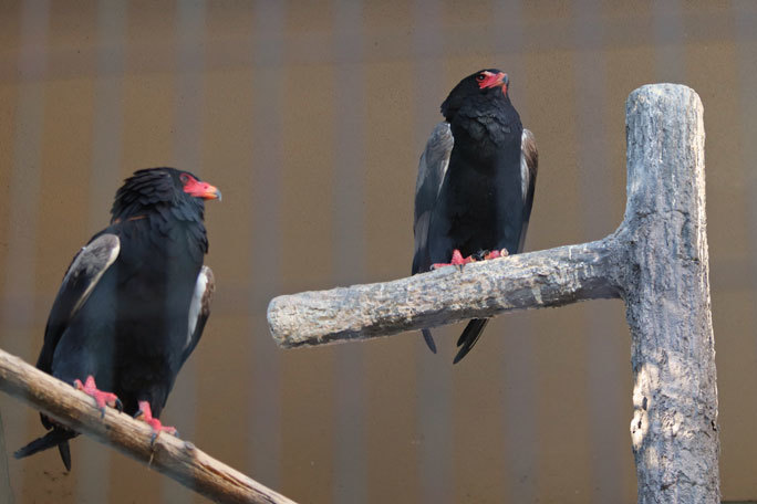 東山動植物園:北園の動物~シンリンオオカミと希少な猛禽たち(December 2019)_b0355317_21553020.jpg