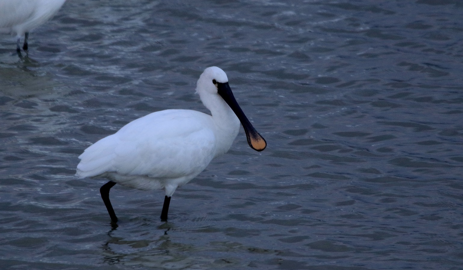 大きなため池のヘラサギ_f0364220_20153597.jpg