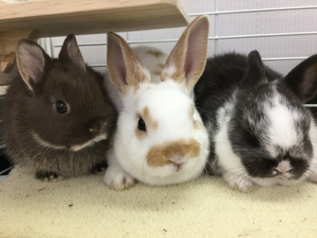 1226 うさぎ ハムスター ペットメイト西宮店の生体ブログ 1226 うさぎ ハムスター ペットメイト西宮店の生体ブログ