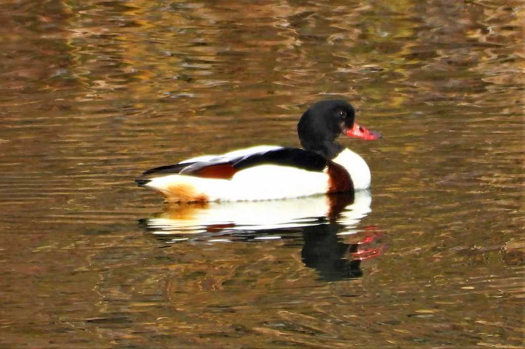 鳥待ちしてたらツクシガモが飛んできたよ！_a0393942_23525093.jpg