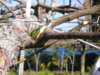 熊本梨 本藤果樹園 令和3年度も美味しい梨を育てるために、匠の冬の剪定作業の様子を現地取材!_a0254656_17150510.jpg