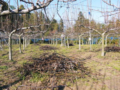熊本梨 本藤果樹園 令和3年度も美味しい梨を育てるために、匠の冬の剪定作業の様子を現地取材!_a0254656_17195535.jpg
