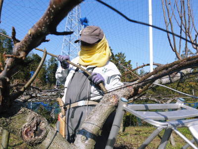 熊本梨　本藤果樹園　令和３年度も美味しい梨を育てるために、匠の冬の剪定作業の様子を現地取材！_a0254656_17512948.jpg