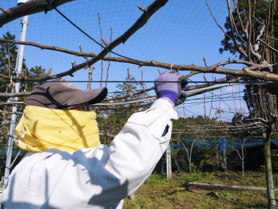 熊本梨 本藤果樹園 令和6年度も美味しい梨を育てるために匠の冬の剪定作業 荒剪定と剪定と誘引作業_a0254656_17532858.jpg