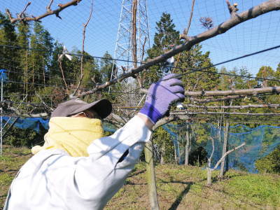 熊本梨 本藤果樹園 令和6年度も美味しい梨を育てるために匠の冬の剪定作業 荒剪定と剪定と誘引作業_a0254656_18014552.jpg