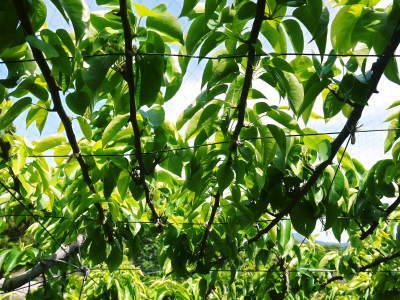 熊本梨　本藤果樹園　令和３年度も美味しい梨を育てるために、匠の冬の剪定作業の様子を現地取材！_a0254656_18063792.jpg