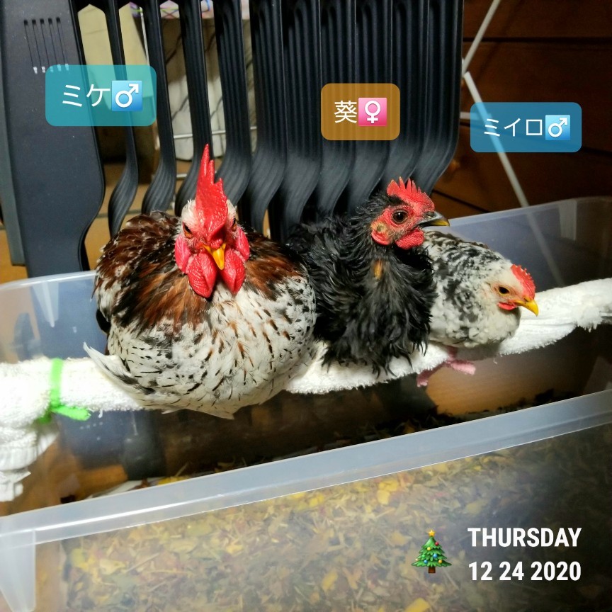 烏骨鶏かわいいブログ