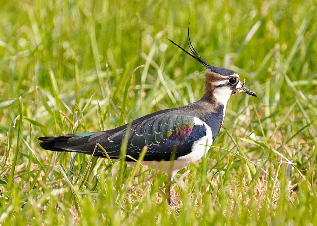 引き続き冬鳥タゲリ_f0362990_21034492.jpg