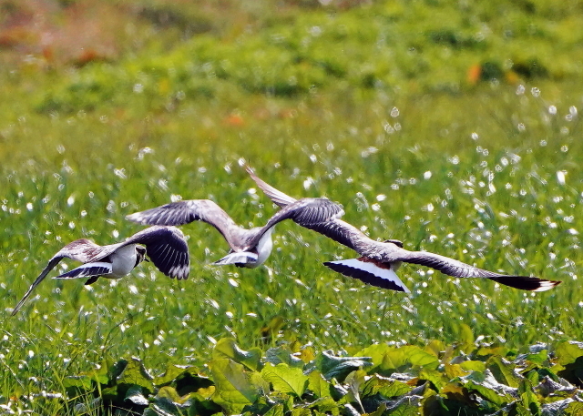 引き続き冬鳥タゲリ_f0362990_21051457.jpg