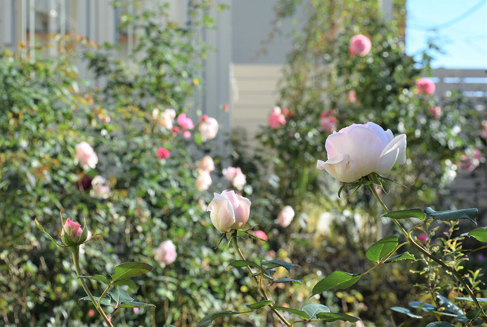 Garden Storyさんにて連載記事 実録 バラがメインの庭づくり第12話 がアップ頂きました バラとハーブのある暮らし Salon De Roses