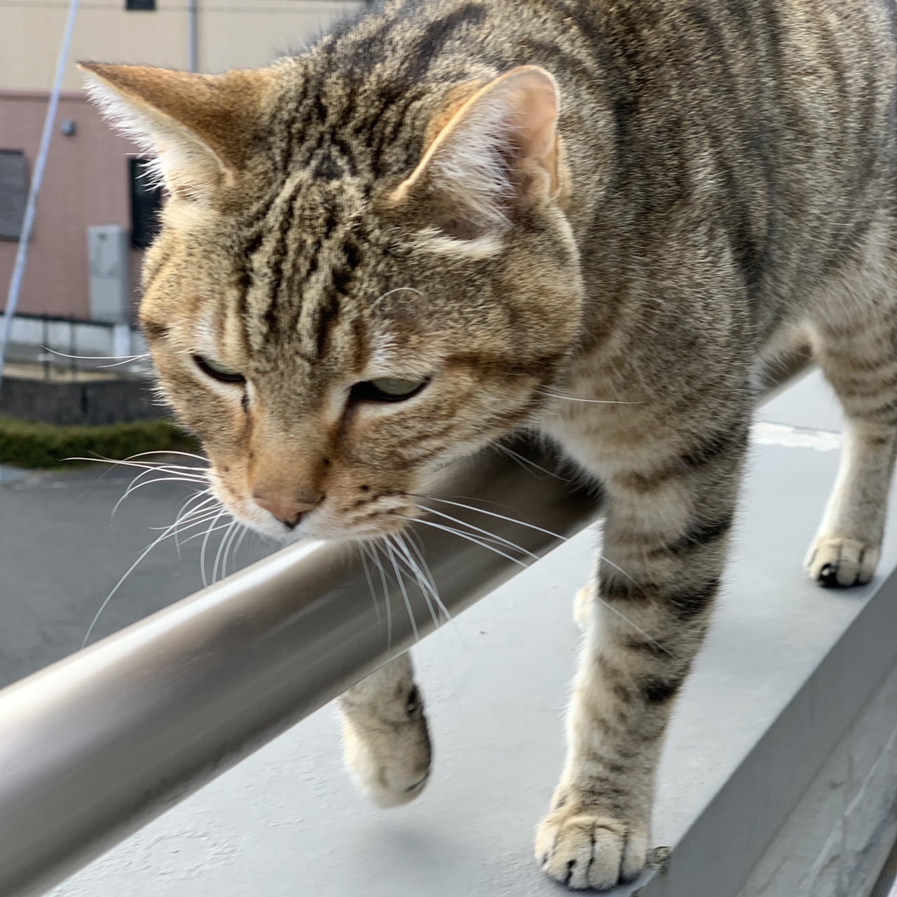 年賀状を作る_e0358096_19172550.jpeg