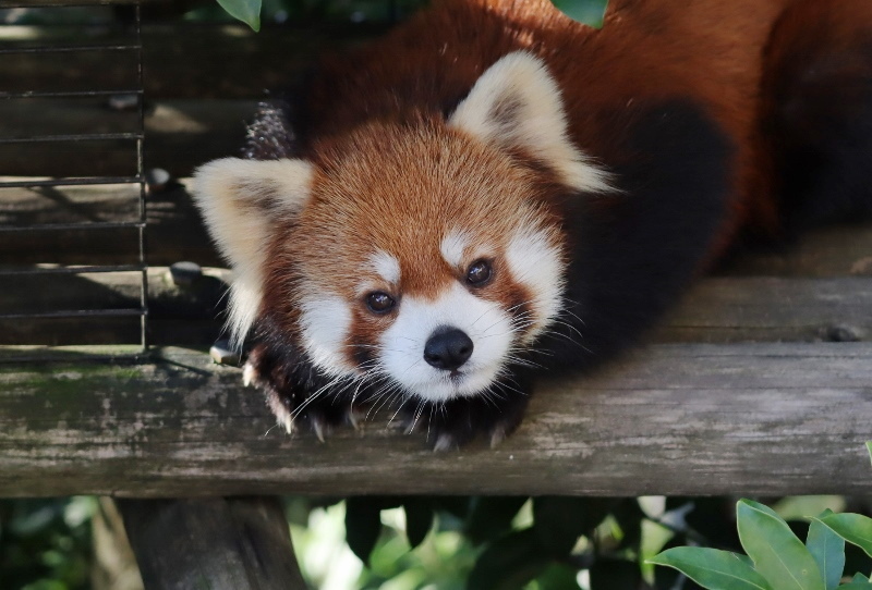 西山最年長のミンファ : レサパン日和