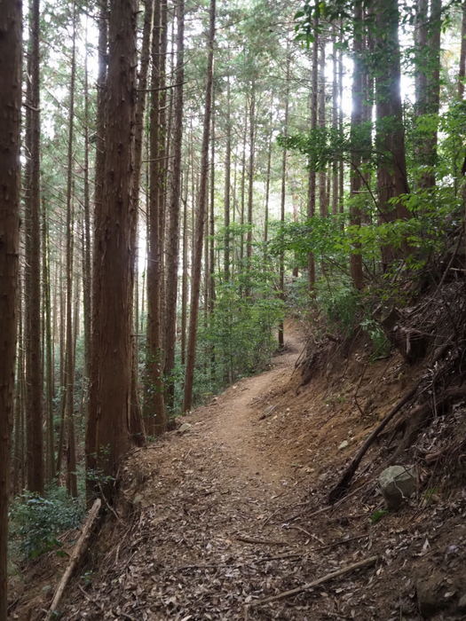 中国自然歩道を歩く（白川ー旧河内峠ー荒谷林道ー倉重ー薬師が丘ー保井田）_c0116915_00203538.jpg