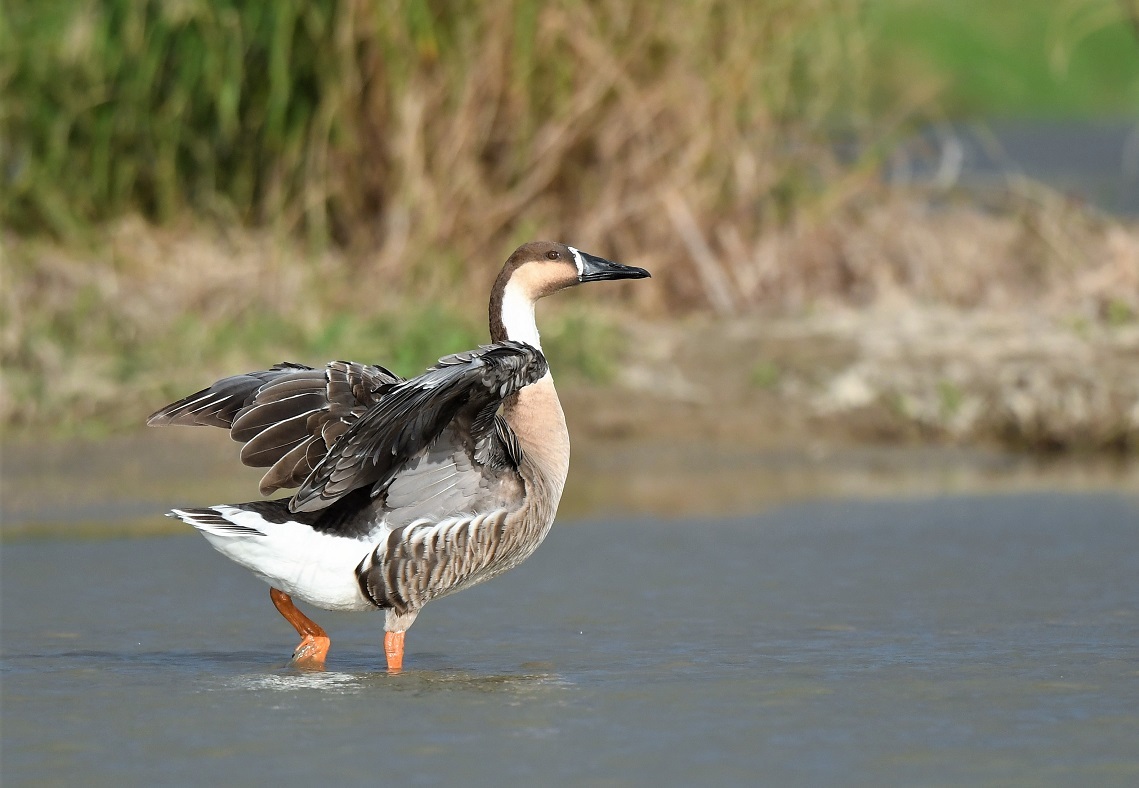 Swan Goose  /  サカツラガン_f0350530_14394175.jpg