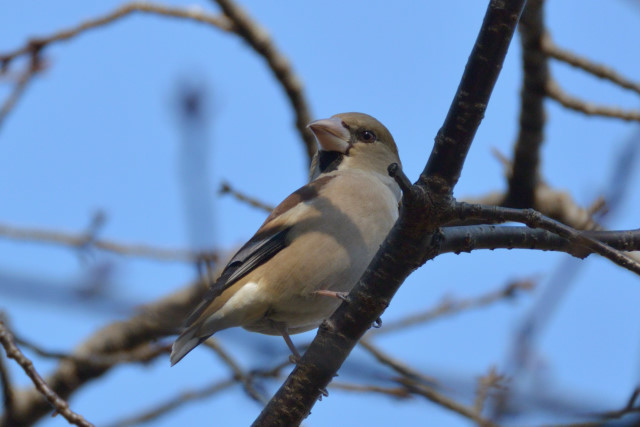 今回は、野鳥の写真のみです。_c0165640_10543765.jpg