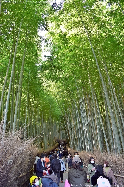 嵯峨嵐山 竹林の小径 の木漏れ日 ワタシの旅じかん Go Around The World