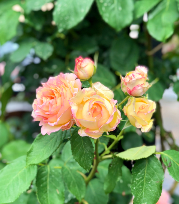 つるバラの誘引剪定 ペッシュボンボン マリーヘンリエッテ 門松の飾り付け 薪割りマコのバラの庭