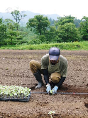 えごま油・えごま粒 好評販売中!年内出荷も可!熊本県菊池市産の無農薬栽培のこだわりと製造法を紹介!!_a0254656_17320340.jpg