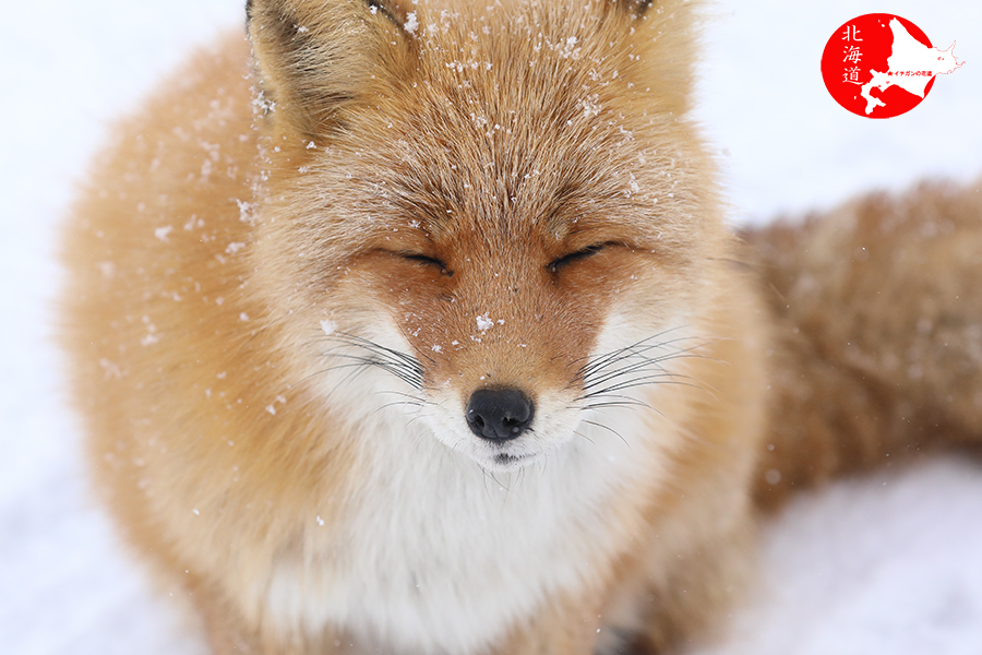 キタキツネ 雪の中 イチガンの花道