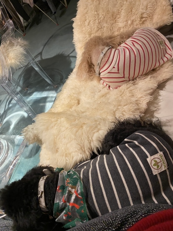 2020年12月27日　開いててよかった_b0098584_20282421.jpeg