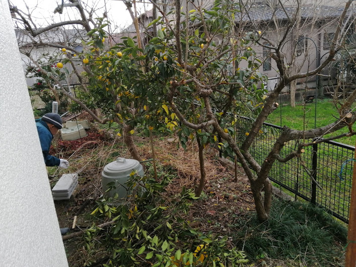 柿 柚子の剪定 庭先にレタス植え付け 日々の暮らし