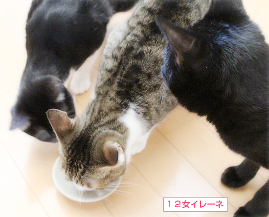 ホタテ祭り_a0389088_13541421.jpg