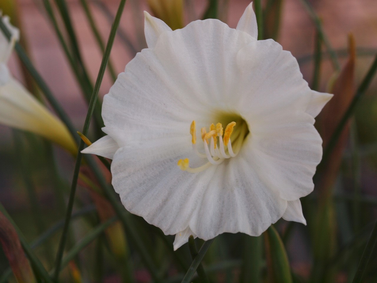 Flowers.