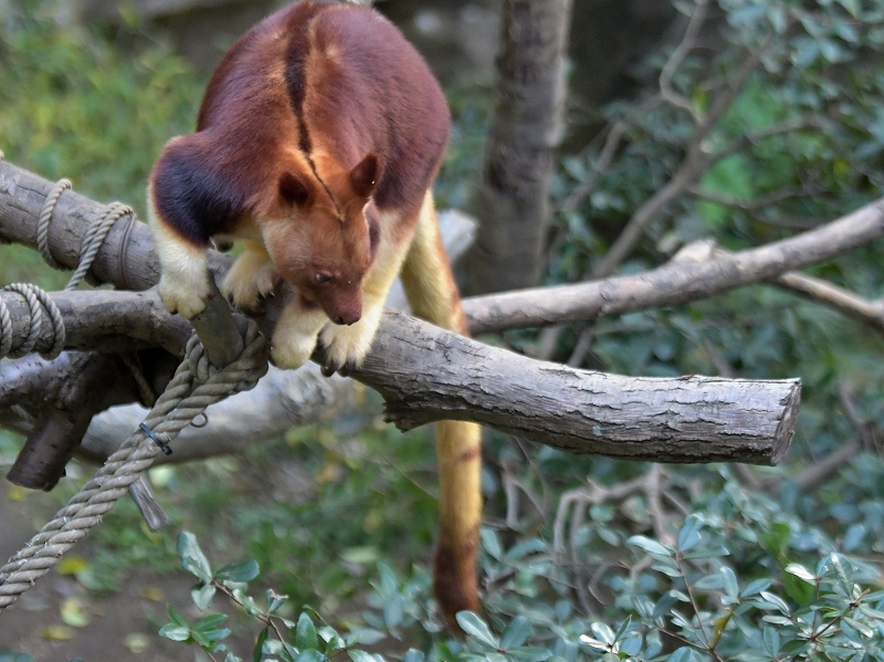 タニはキノボリカンガルー_a0164204_12203238.jpg